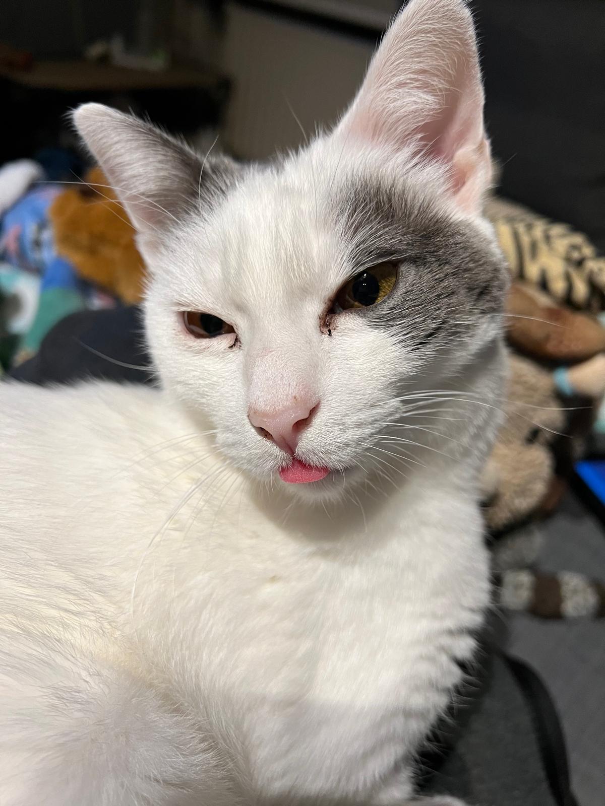 Maya